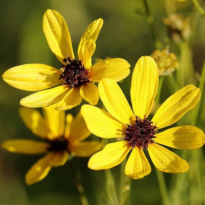 Coreopsis tripteris - Tall Coreopsis - 38 Plug Tray