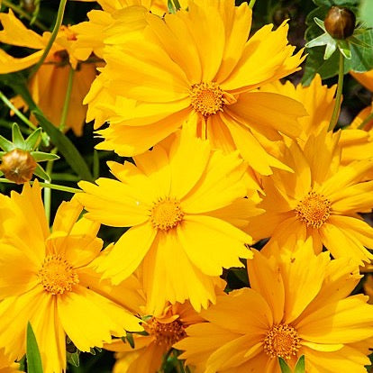 Coreopsis lanceolata - Lanceleaf Coreopsis