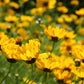 Coreopsis lanceolata - Lanceleaf Coreopsis