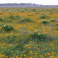 Coreopsis palmata - Prairie Coreopsis - 3" Pot