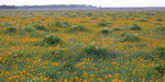 Coreopsis palmata - Prairie Coreopsis - 3" Pot