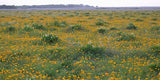 Coreopsis palmata - Prairie Coreopsis - 3" Pot