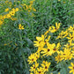 Coreopsis tripteris - Tall Coreopsis - 38 Plug Tray
