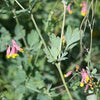 Corydalis sempervirens - Pale Corydalis