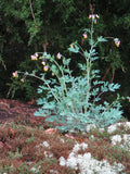Corydalis sempervirens - Pale Corydalis - 3" Pot