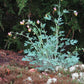 Corydalis sempervirens - Pale Corydalis