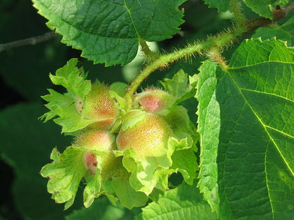 Corylus americana - Hazelnut