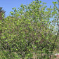 Corylus americana - Hazelnut