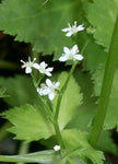 Cryptotaenia canadensis - Honewort - 38 Plug Tray