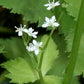 Cryptotaenia canadensis - Honewort