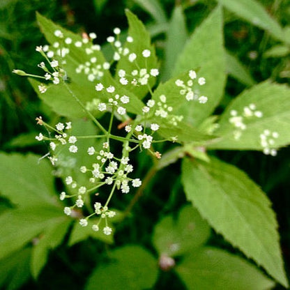 Cryptotaenia canadensis - Honewort - 38 Plug Tray