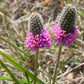 Dalea purpurea - Purple Prairie Clover - 38 Plug Tray