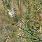 Dalea candida - White Prairie Clover