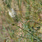 Dalea candida - White Prairie Clover - 38 Plug Tray