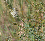 Dalea candida - White Prairie Clover - 38 Plug Tray