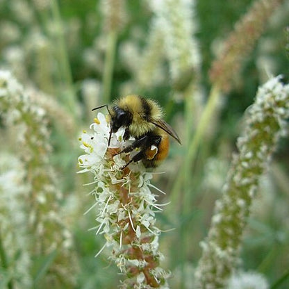 Dalea candida - White Prairie Clover - 3" Pot