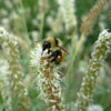 Dalea candida - White Prairie Clover