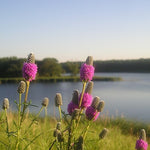 Dalea purpurea - Purple Prairie Clover - 3" Pot