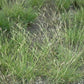 Danthonia spicata - Poverty Oat Grass - 38 Plug Tray