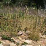 Danthonia spicata - Poverty Oat Grass - 38 Plug Tray