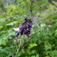 Delphinium exaltatum - Tall Larkspur
