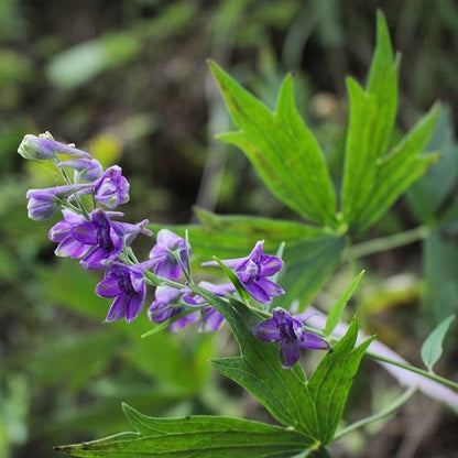 Delphinium exaltatum - Tall Larkspur