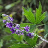 Delphinium exaltatum - Tall Larkspur