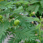 Desmanthus illinoensis - Illinois Bundlelflower - 38 Plug Tray