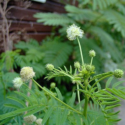 Desmanthus illinoensis - Illinois Bundleflower