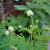 Desmanthus illinoensis - Illinois Bundleflower