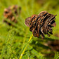 Desmanthus illinoensis - Illinois Bundleflower