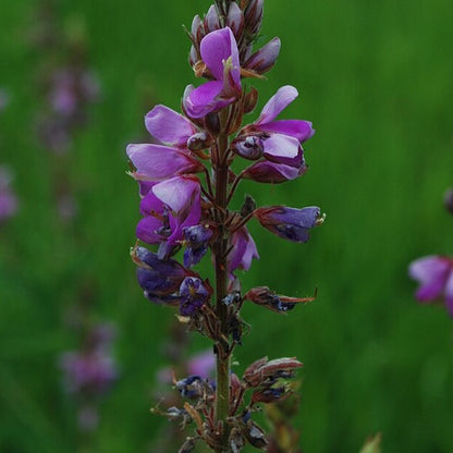 Desmodium canadense - Showy Tick Trefoil - 3" Pot