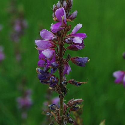 Desmodium canadense - Showy Tick Trefoil - 38 Plug Tray