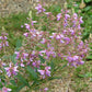 Desmodium canadense - Showy Tick Trefoil - 38 Plug Tray