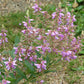 Desmodium canadense - Showy Tick Trefoil