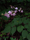 Desmodium glutinosum - Pointed-leaved Tick Trefoil