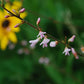 Desmodium illinoense - Illinois Tick Trefoil - 3" Pot