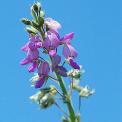 Desmodium illinoense - Illinois Tick Trefoil