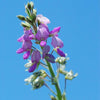 Desmodium illinoense - Illinois Tick Trefoil