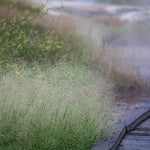 Panicum acuminatum - Hairy Panic Grass - 3" Pot