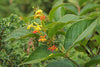 Diervilla lonicera - Northern Bush Honeysuckle