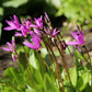 Dodecatheon meadia - Midland Shooting Star