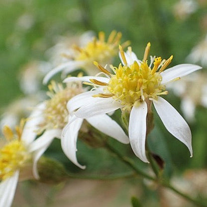 Doellingeria umbellata - Flat Top Aster