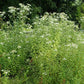 Doellingeria umbellata - Flat Top Aster