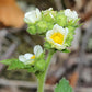 Drymocallis arguta - Prairie Cinquefoil