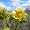 Drymocallis arguta - Prairie Cinquefoil