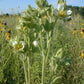 Drymocallis arguta - Prairie Cinquefoil