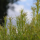 Dulichium arundinaceum - Three-way Sedge