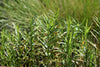Dulichium arundinaceum - Three-way Sedge