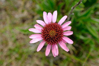 Echinacea angustifolia - Narrow-leaved Coneflower